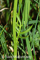 Cardamine pratensis (C250161)