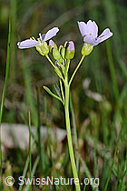 Cardamine pratensis (C250162)