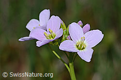 Cardamine pratensis (C250163)