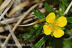 Blutwurz (Potentilla erecta) (C250166) Blutwurz (Potentilla erecta) (C250166)
