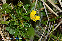 Blutwurz (Potentilla erecta) (C250167) Blutwurz (Potentilla erecta) (C250167)