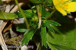 Blutwurz (Potentilla erecta) (C250169) Blutwurz (Potentilla erecta) (C250169)