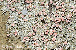 Rosafarbene Köpfchenflechte (Dibaeis baeomyces) (C250173)