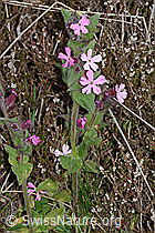 Rote Waldnelke (Silene dioica) (05.05.2023, C250185)