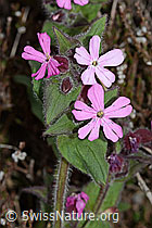 Rote Waldnelke (Silene dioica) (05.05.2023, C250186)
