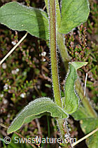 Photo: Silene dioica