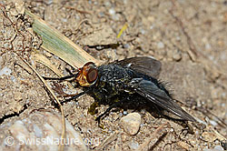 Totenfliege (Cynomya mortuorum) (05.05.2023, C250202)