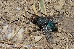 Foto: Totenfliege (Cynomya mortuorum)