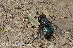 Foto: Totenfliege (Cynomya mortuorum)