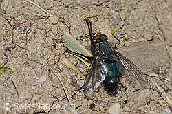 Foto: Totenfliege (Cynomya mortuorum)