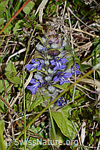 Kriechender Günsel (Ajuga reptans) (05.05.2023, C250214)