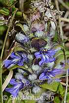 Kriechender Günsel (Ajuga reptans) (05.05.2023, C250215)