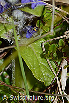 Ajuga reptans (C250216)