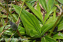 Spitz-Wegerich (Plantago lanceolata) (C250222) Spitz-Wegerich (Plantago lanceolata) (C250222)