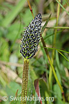 Spitz-Wegerich (Plantago lanceolata) (C250224) Spitz-Wegerich (Plantago lanceolata) (C250224)