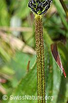 Spitz-Wegerich (Plantago lanceolata) (C250226) Spitz-Wegerich (Plantago lanceolata) (C250226)
