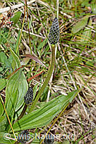Spitz-Wegerich (Plantago lanceolata) (C250227) Spitz-Wegerich (Plantago lanceolata) (C250227)