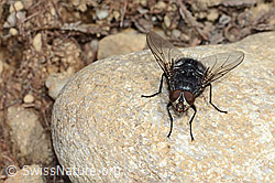Calliphora vicina (Schmeissfliege) (C250252) Calliphora vicina (Schmeissfliege) (C250252)