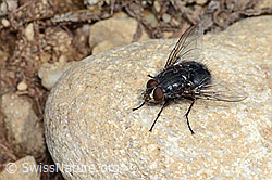 Calliphora vicina (Schmeissfliege) (C250254) Calliphora vicina (Schmeissfliege) (C250254)