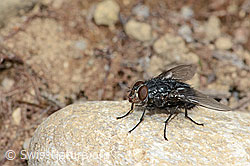 Calliphora vicina (Schmeissfliege) (C250255) Calliphora vicina (Schmeissfliege) (C250255)