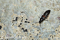 Foto: Aleochara bipustulata (Kurzflügler)