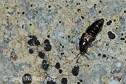 Aleochara bipustulata (Kurzflügler) (05.05.2023, C250262)