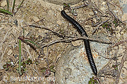 Schwarzer Schnurfüsser (Tachypodoiulus niger) (C250263) Schwarzer Schnurfüsser (Tachypodoiulus niger) (C250263)
