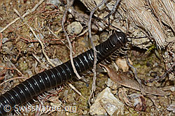 Schwarzer Schnurfüsser (Tachypodoiulus niger) (C250271) Schwarzer Schnurfüsser (Tachypodoiulus niger) (C250271)