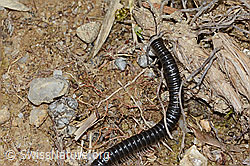 Schwarzer Schnurfüsser (Tachypodoiulus niger) (C250272) Schwarzer Schnurfüsser (Tachypodoiulus niger) (C250272)