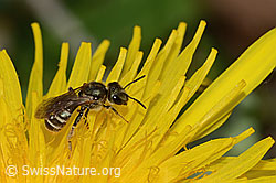 Gewöhnliche Goldfurchenbiene (Halictus tumulorum) auf Gewöhnlichem Hornklee (Lotus corniculatus)