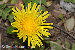 Gewöhnlicher Löwenzahn (Taraxacum officinale) (05.05.2023, C250328)