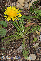 Gewöhnlicher Löwenzahn (Taraxacum officinale) (05.05.2023, C250329)