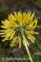 Taraxacum officinale (C250332)