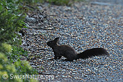 Photo: Sciurus vulgaris