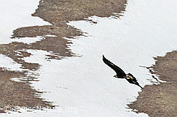 Aquila chrysaetos (C253060)