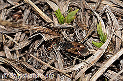 Rhyparochromus pini (Wanze) (C253070) Rhyparochromus pini (Wanze) (C253070)