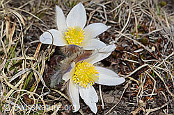Pulsatilla vernalis (C253074)