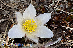 Pulsatilla vernalis (C253075)