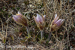 Pulsatilla vernalis (C253077)