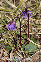 Soldanella alpina (C253098)