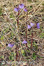 Soldanella alpina (C253099)