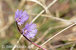 Soldanella alpina (C253103)