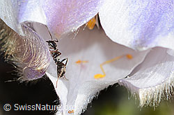Formica lemani (Waldameise) auf Frühlings-Anemonen (Pulsatilla vernalis) (C253111) Formica lemani (Waldameise) auf Frühlings-Anemonen (Pulsatilla vernalis) (C253111)