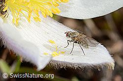 Flower fly of the genus Delia on Pulsatilla vernalis (26.05.2023, C253129)