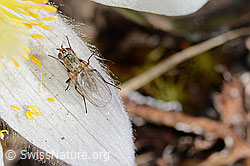 Flower fly of the genus Delia on Pulsatilla vernalis (C253131)