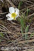 Pyrenäen-Hahnenfuss (Ranunculus kuepferi) (C253143) Pyrenäen-Hahnenfuss (Ranunculus kuepferi) (C253143)
