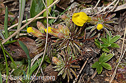 Goldprimel (Androsace vitaliana) (C253158) Goldprimel (Androsace vitaliana) (C253158)