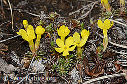 Goldprimel (Androsace vitaliana) (C253177) Goldprimel (Androsace vitaliana) (C253177)