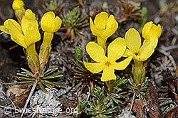 Goldprimel (Androsace vitaliana) (C253178) Goldprimel (Androsace vitaliana) (C253178)