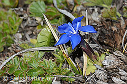Schleichers Enzian (Gentiana schleicheri) (C253182)